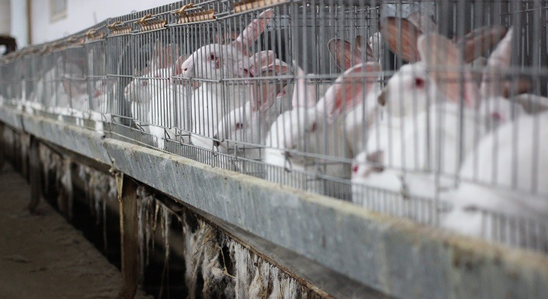 conigli in gabbia, end the cage age, Lav