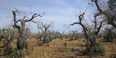 Conte: “Per la xylella stanziati 300 mili...