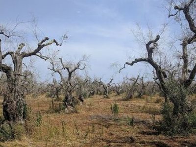 Conte: “Per la xylella stanziati 300 milioni per il  2020”