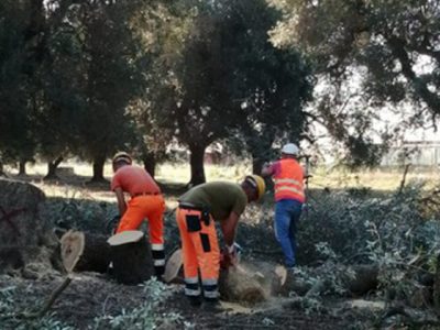 Strage ulivi per la xylella, la UE condanna l’Italia: “Non ha vigilato”