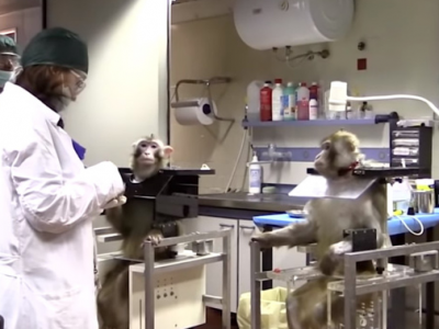 Macachi: incontro tra le associazioni e l’Università di Parma