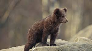 Cucciolo d’orso ritrova la mamma grazie a...