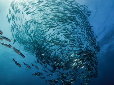 Il rapporto tra cambiamento climatico e risorse ittiche