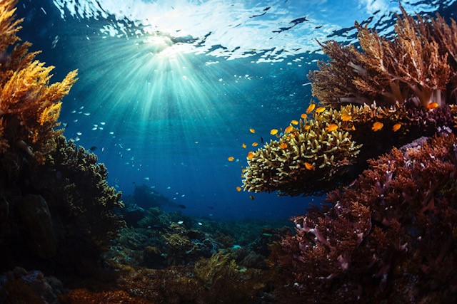 cambiamento climatico risorse ittiche