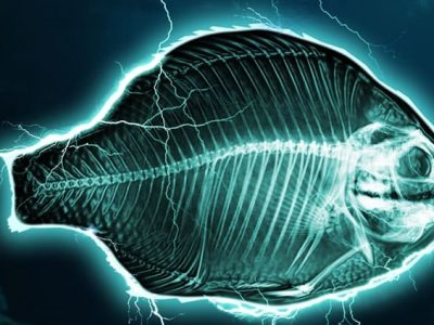 La pesca elettrica sarà vietata in Europa dal 2021