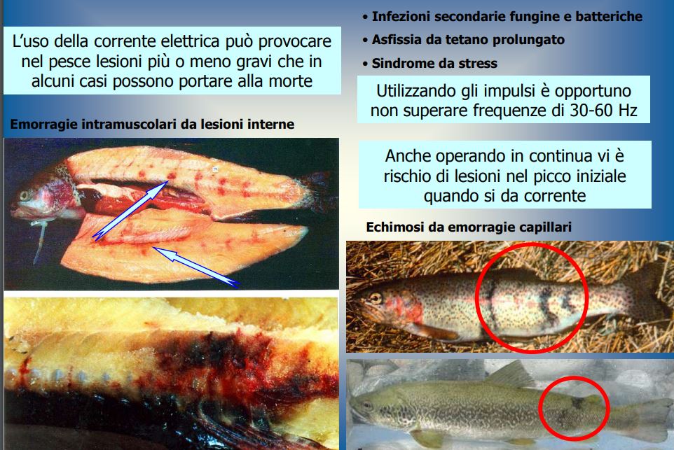 L'effetto della pesca elettrica sui pesci - dott. Andrea Bucchini (biologo)