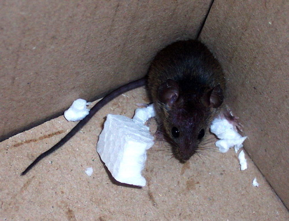 Включи где мышь. Домовая мышь. Мышка Живая. Мышь настоящая. Домовые мыши.