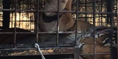 Le tigri del domatore ucciso saranno vendute al...