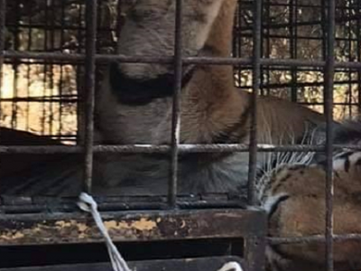 Le tigri del domatore ucciso saranno vendute all’estero?