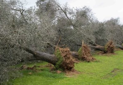 Regione Puglia multa se stessa per i mancati abbattimenti per la xylella