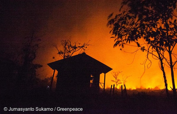indonesia brucia, greenpeace