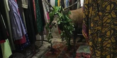 A Cortina, cervo entra in un negozio: sedato e ...