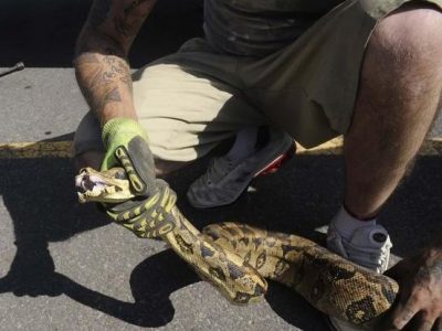Il boa spunta dalla cantina: panico in un palazzo romano