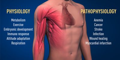 Il Nobel 2019 per la Medicina a Kailin, Ratclif...