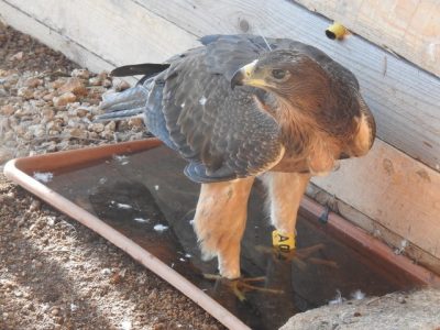 Aquila di Bonelli uccisa senza scrupolo in Sardegna