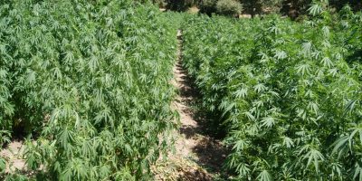 Scoperta una piantagione di canapa indiana e un...