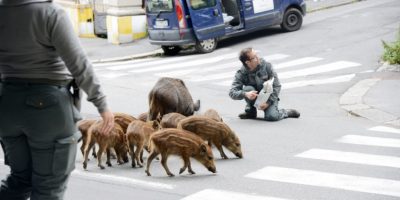 E’ emergenza cinghiali in Basilicata, sum...