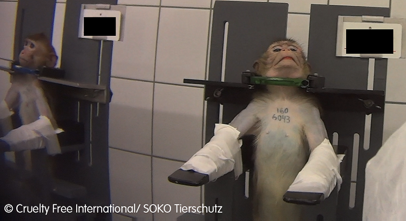 scimmie sperimentazione