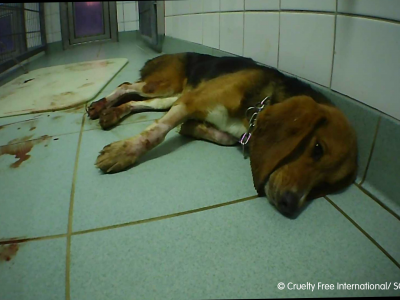 La Lav nelle piazze italiane per vietare i test sugli animali