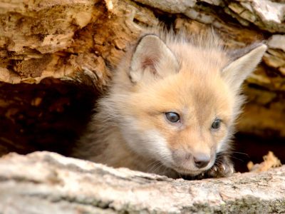 La California mette al bando l’abbigliamento con pelli animali