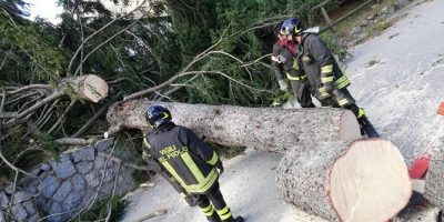 Italia: ad un anno dalla tempesta Vaia 6 abeti ...
