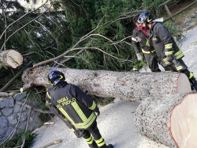 Italia: ad un anno dalla tempesta Vaia 6 abeti su 10 sono ancora a terra