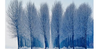 Assemblea Teatro pianta alberi e presenta lo sp...