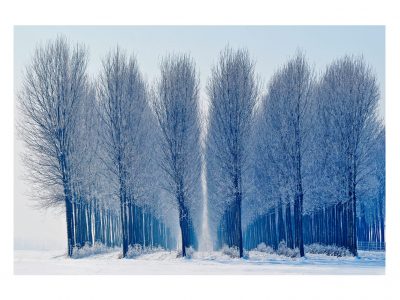 Assemblea Teatro pianta alberi e presenta lo spettacolo “L’uomo che piantava alberi&#...