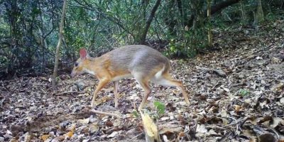 Immortalato a distanza di 30 anni un cervo-topo...