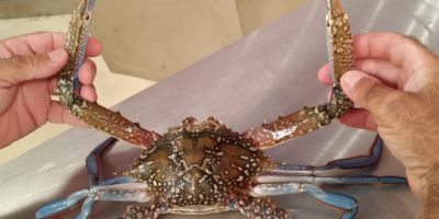 Il granchio blu del mar Rosso minaccia la biodi...