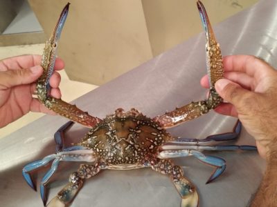 Il granchio blu del mar Rosso minaccia la biodiversità marina intorno Lampedusa