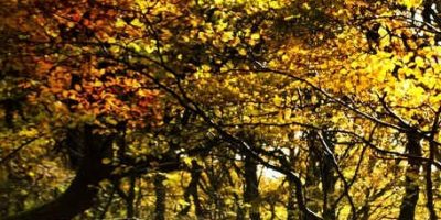 La Giornata nazionale degli alberi si festeggia...