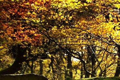 La Giornata nazionale degli alberi si festeggia da Torino a Lecce