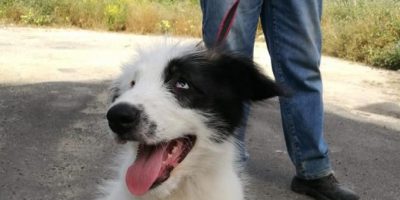 Nuova proposta di legge sugli animali, dallR...