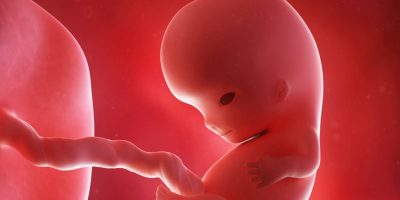 Indagini in corso a Torino sul feto ritrovato i...