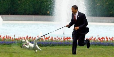 Gatti al guinzaglio? L’Ue dice categorica...