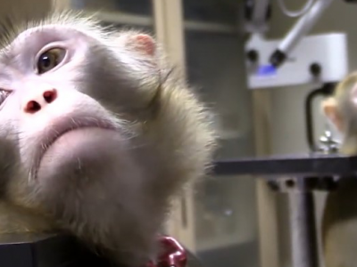 Macachi: il Tar rigetta la richiesta di sospendere la sperimentazione