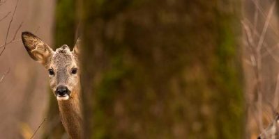Catturati 16 caprioli nei pressi della A11 Fire...