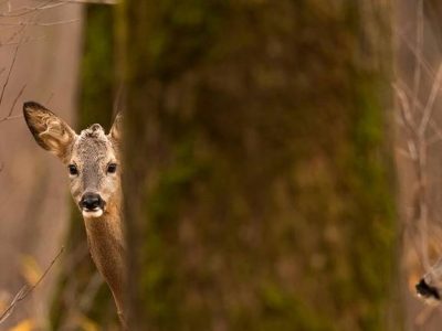 Catturati 16 caprioli nei pressi della A11 Firenze-Pisa Nord e liberati in collina