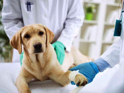 Il tumore mammario del cane, prevenzione e sintomi