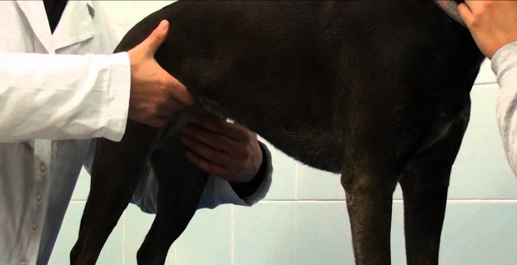 tumore mammario cane