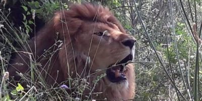 Il Natale Lav che non dimentica le adozioni e i...