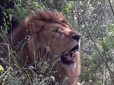 Il Natale Lav che non dimentica le adozioni e i macachi