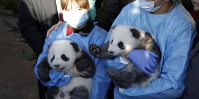 Ora hanno un nome i due panda gemelli nati allo...