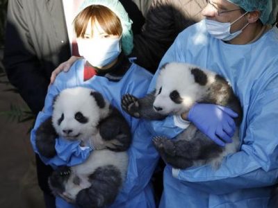 Ora hanno un nome i due panda gemelli nati allo zoo di Berlino