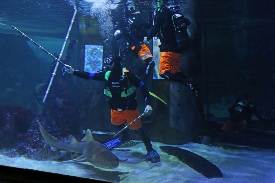 acquario cattolica squali