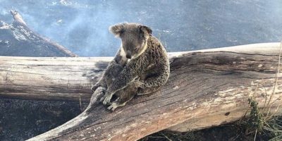 Nell’Australia devastata dagli incendi ol...