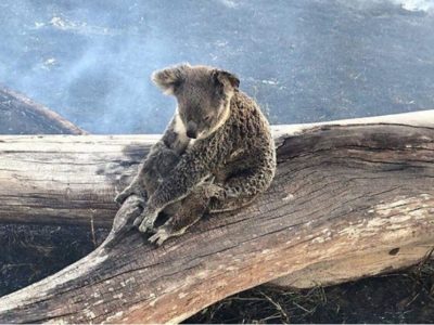 Nell’Australia devastata dagli incendi oltre 100 roghi e apprensione per i Koala