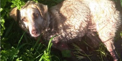 Spagna, cacciatore spara a cane. Il pensiero di...