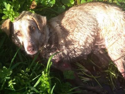 Spagna, cacciatore spara a cane. Il pensiero di Lndc e Federcaccia